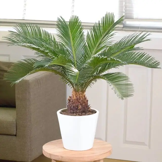 sago palm bare caudex pot