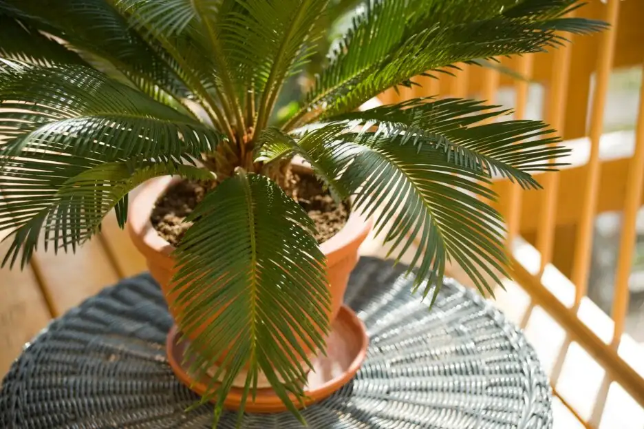 sago palm caudex sandy mix