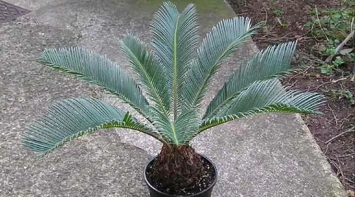 sago palm trunk slices sandbed