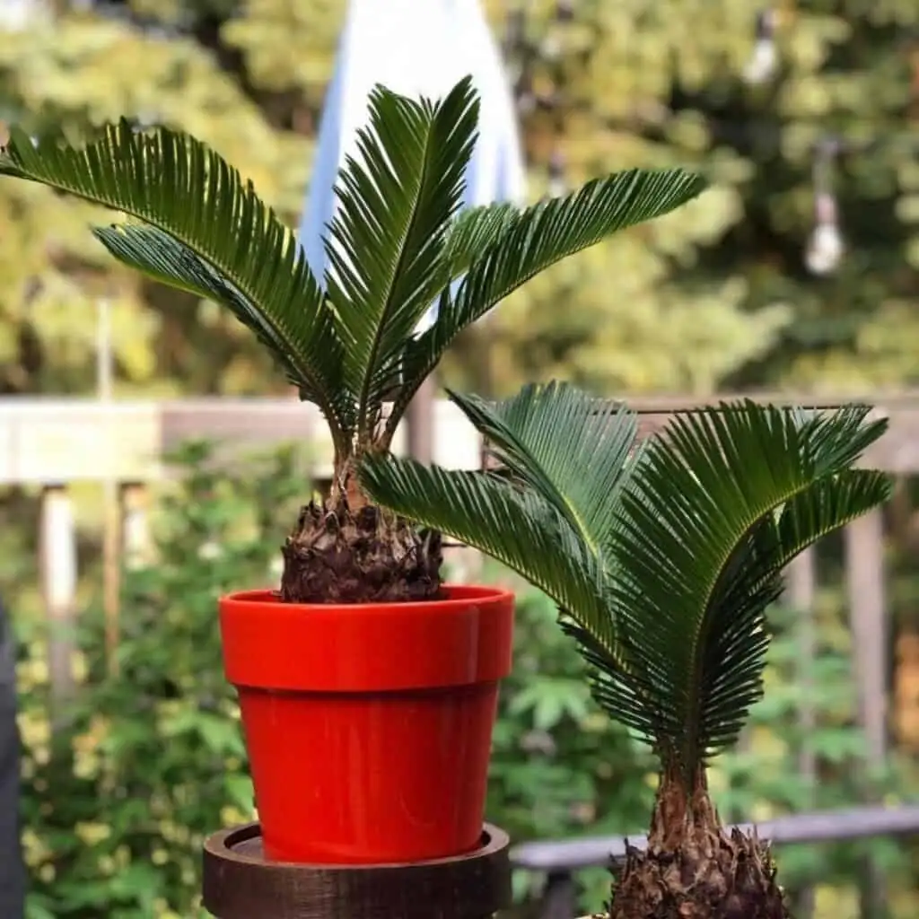 sago palm pup division hands
