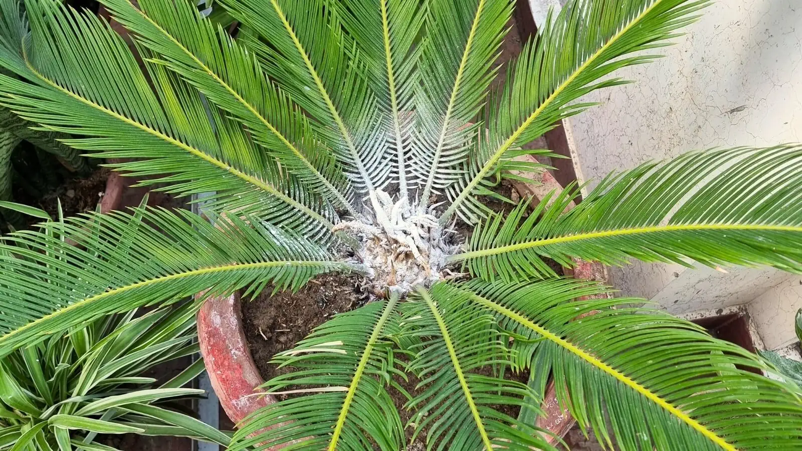 sago palm balcony summer shade