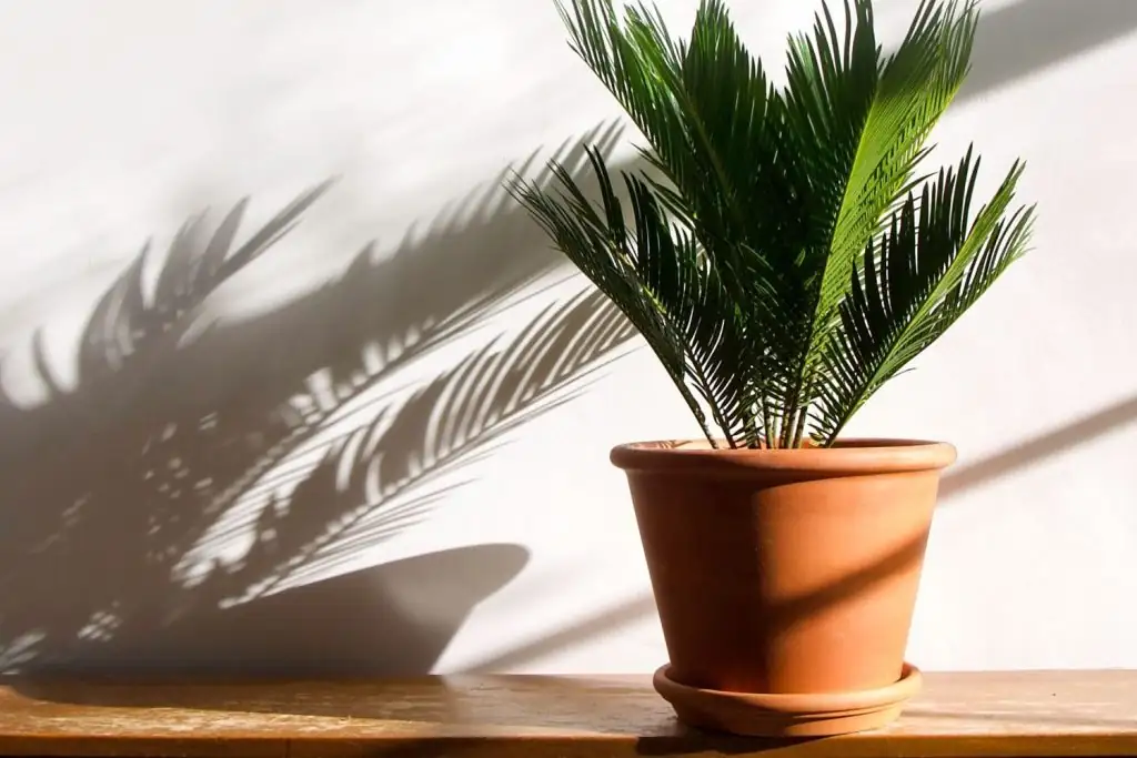 sago palm repotting shallow pot