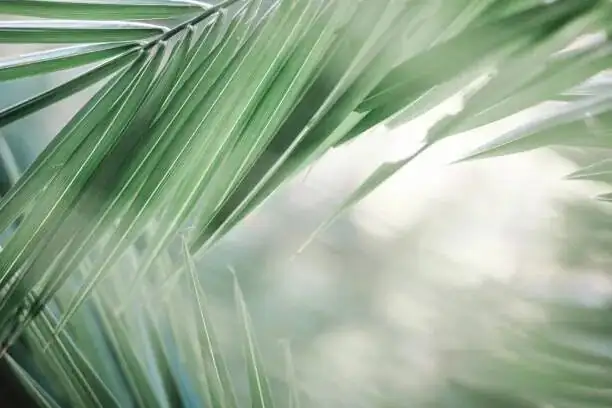 sago palm new fronds close-up