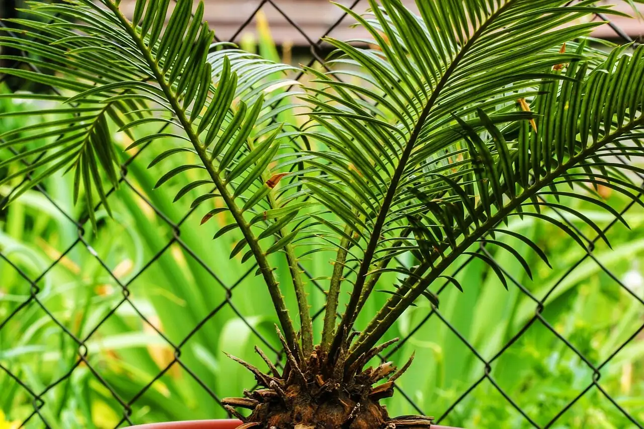 sago palm pruning old leaves