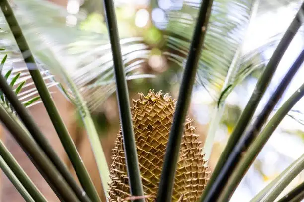 sago palm orange seeds close-up