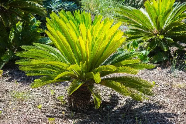 sago palm poisoning vet
