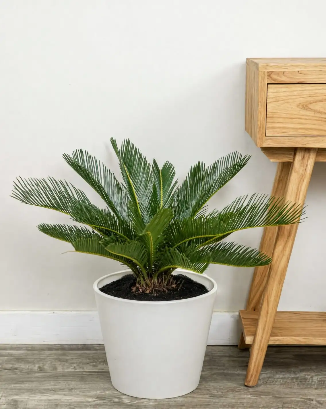 sago palm on high shelf