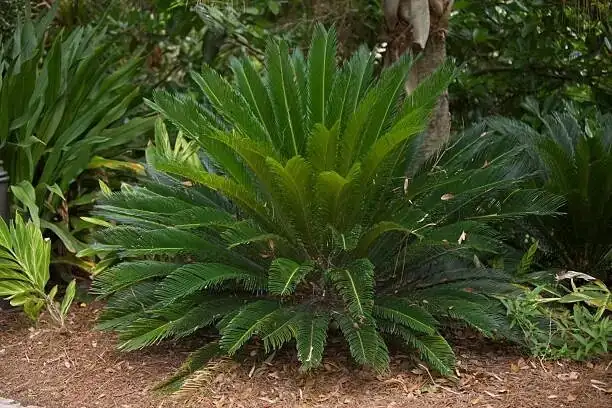 sago palm pruning with gloves