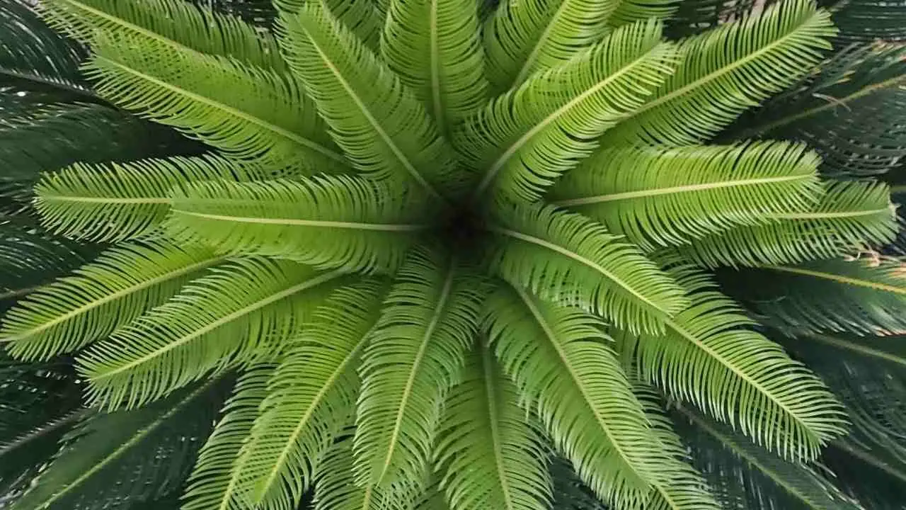 sago palm leaf rosette top view