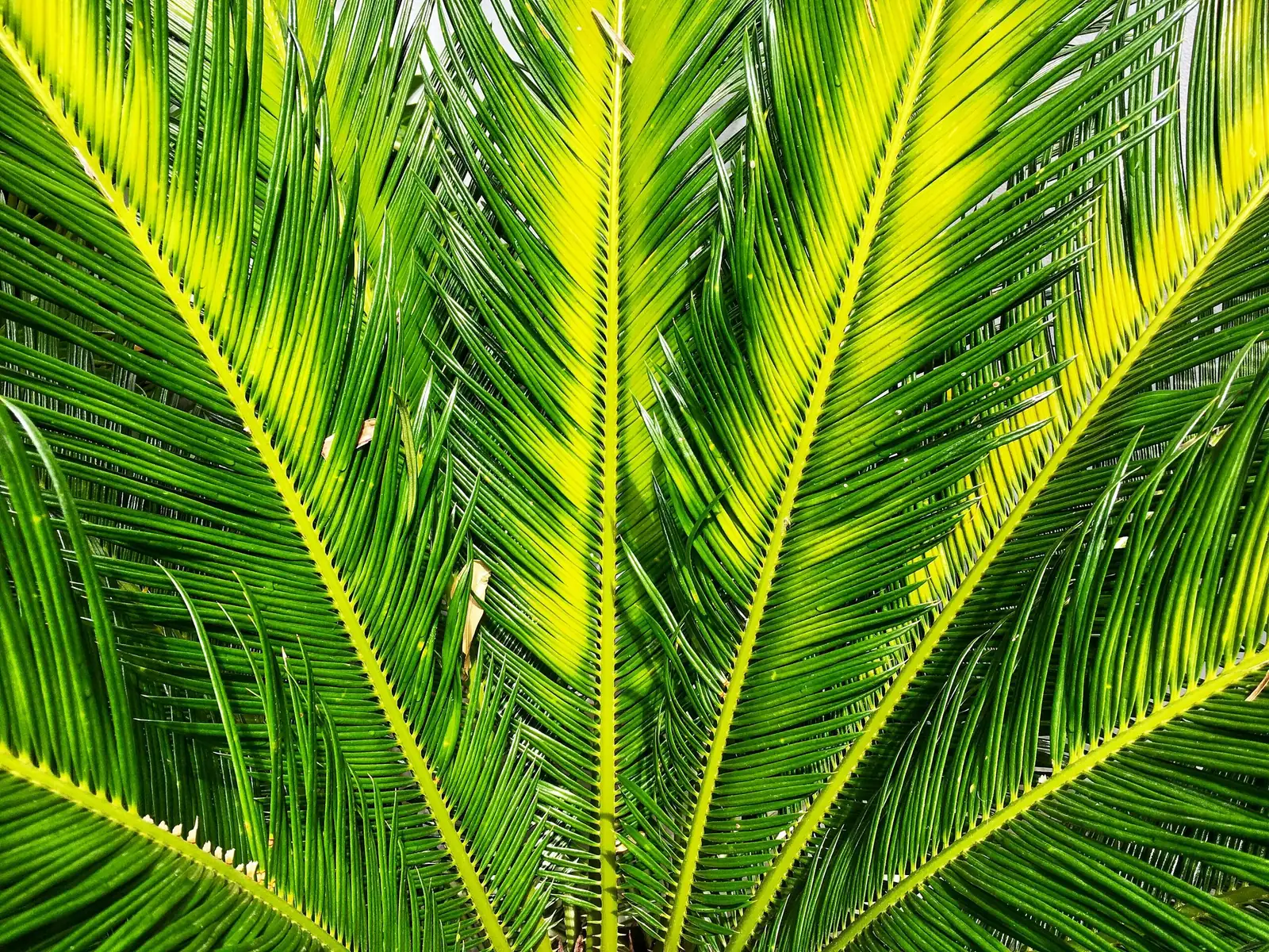 sago palm new fronds emerging