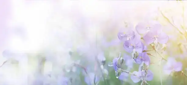 阳台也能铺出花毯！芙蓉酢浆草长花期养护全攻略：光照、浇水与通风的黄金节奏