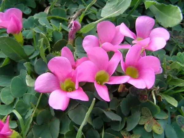 只长叶不开花？三步排查让芙蓉酢浆草把花杆抽出来