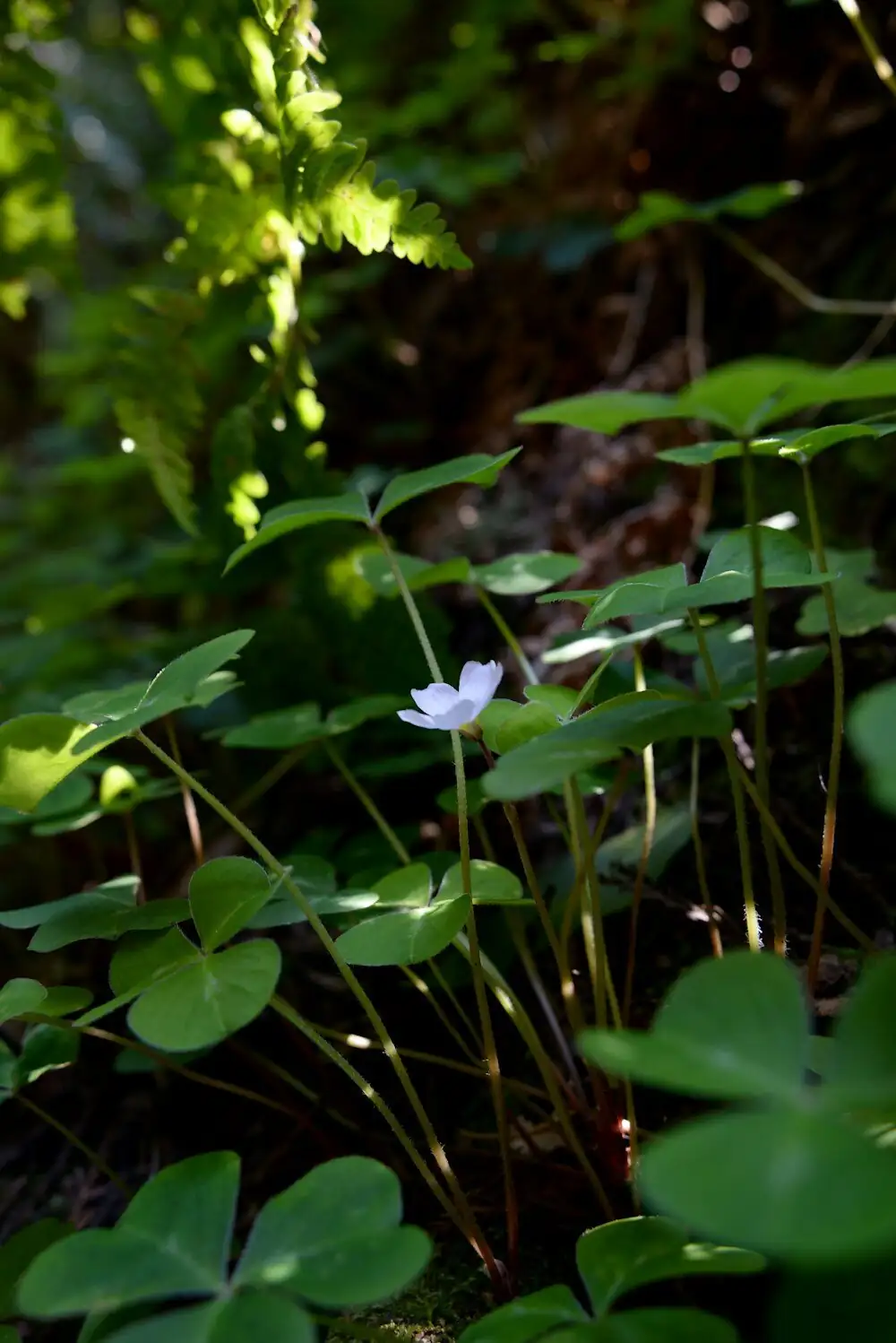 oxalis leggy stems low light