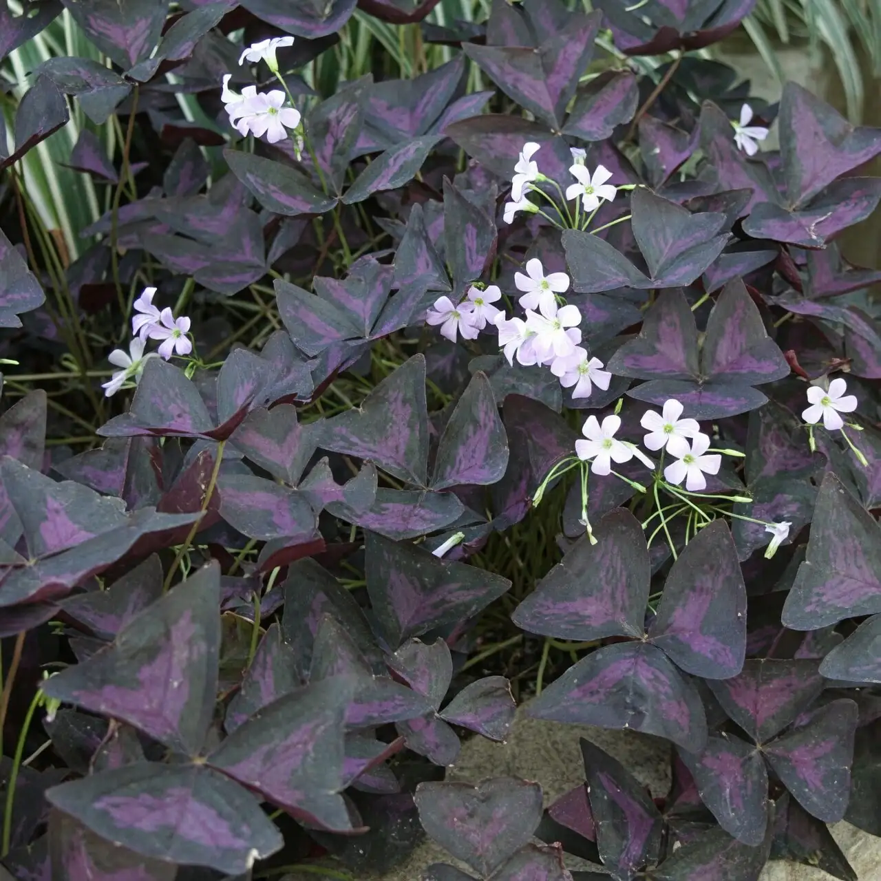 oxalis flower buds closed humidity