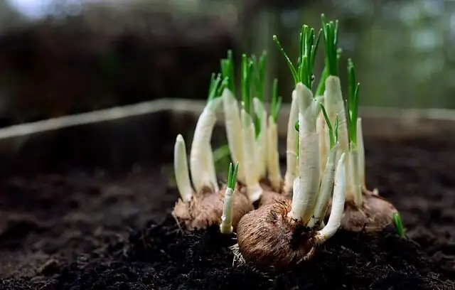 oxalis bulbs potting mix perlite