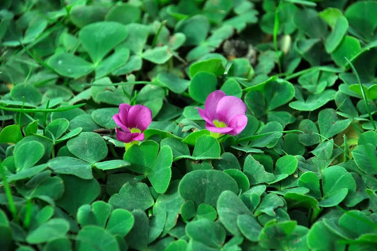 oxalis articulata pink flowers leaves close-up