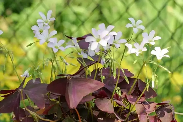 oxalis articulata with pansies border