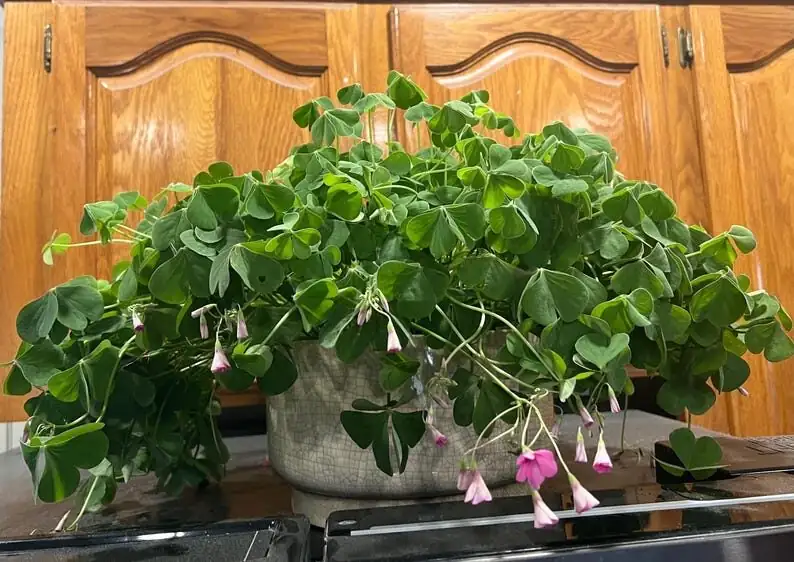 oxalis articulata bulbs planting depth