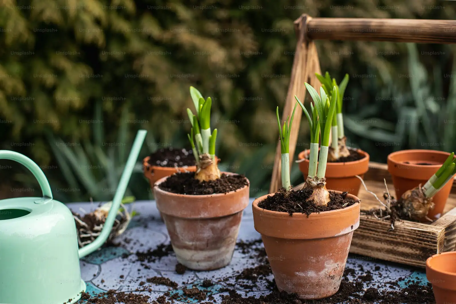 oxalis articulata bulb division hands