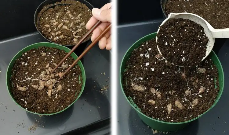 oxalis bulb cutting with knife