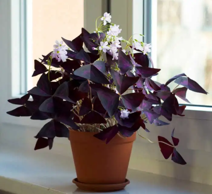 oxalis on bright windowsill