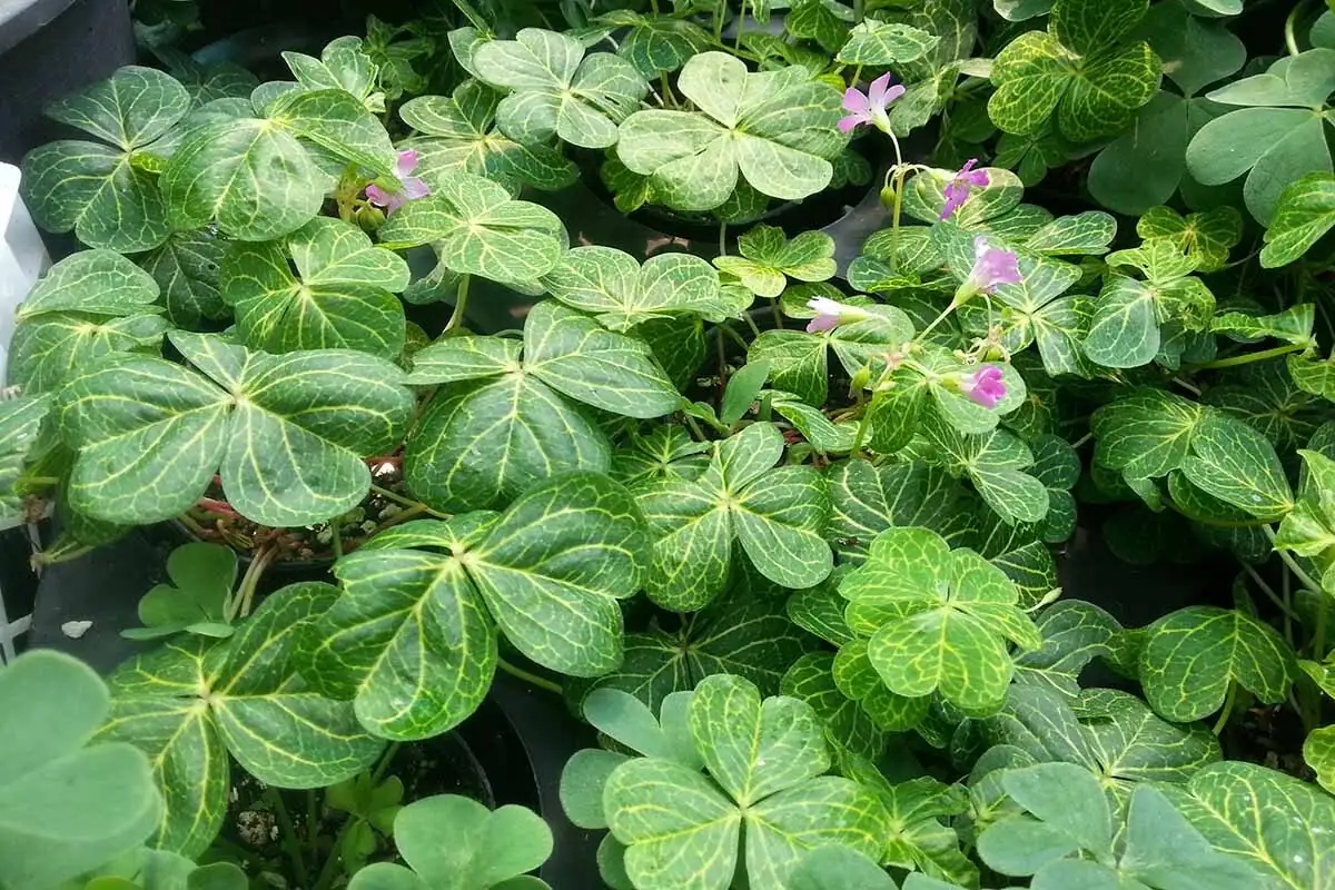 花语与文化解读：芙蓉酢浆草为何象征温柔与元气