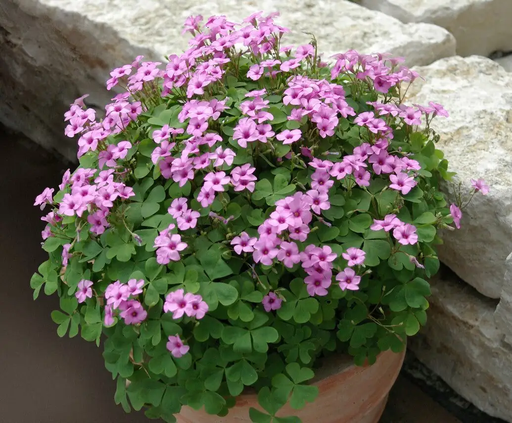 oxalis articulata winter windowsill bloom