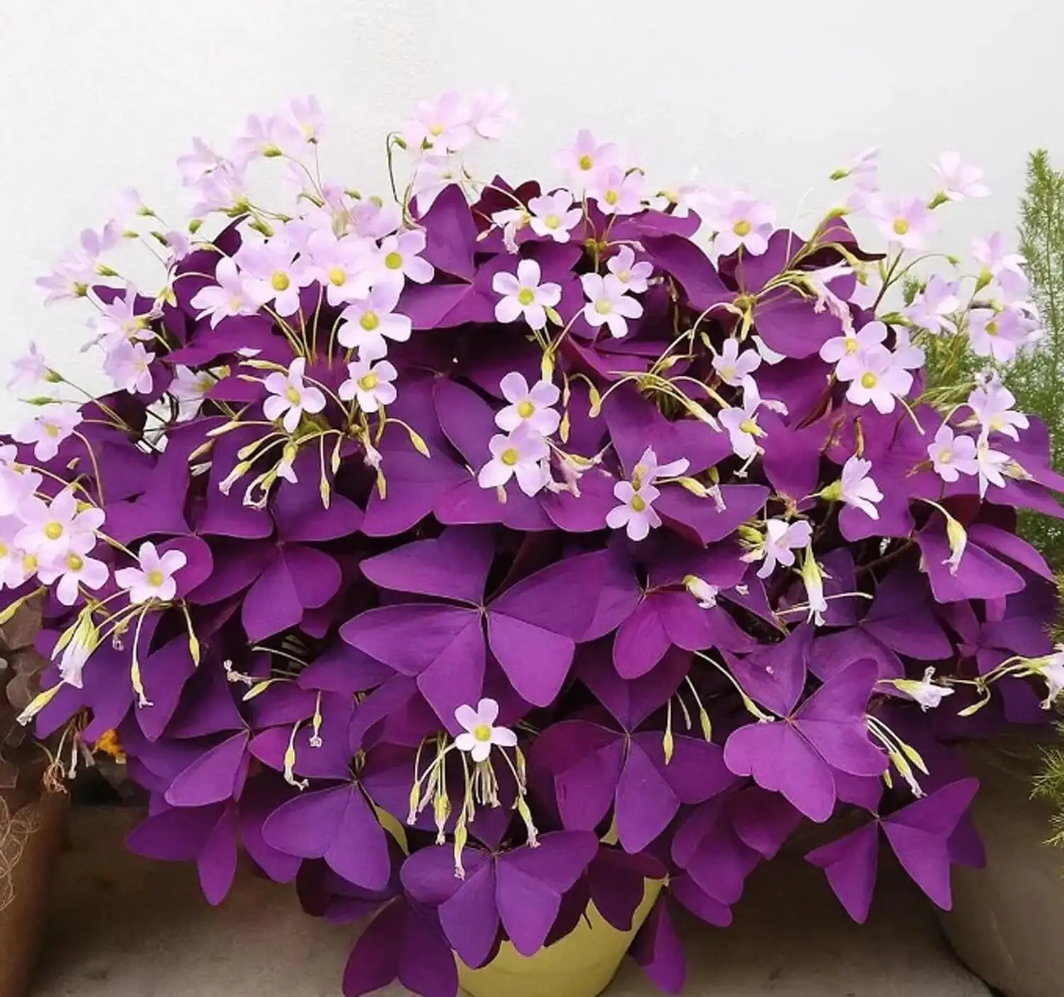 oxalis articulata gift pot ribbon