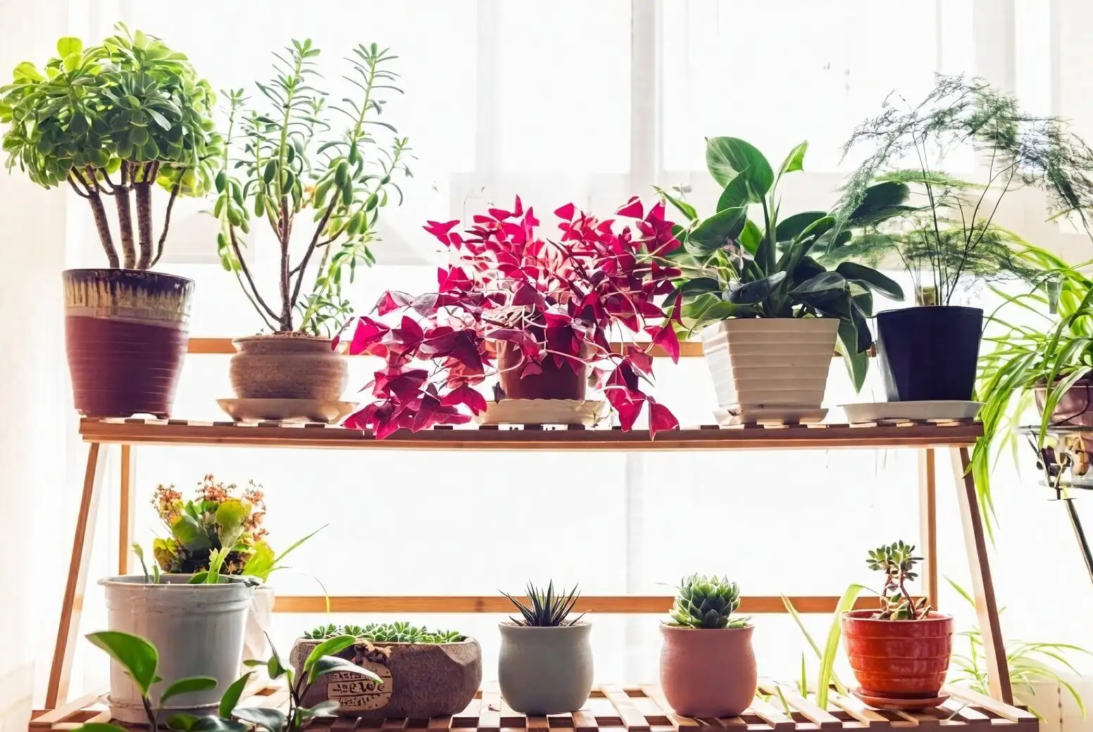 oxalis articulata desk bright corner