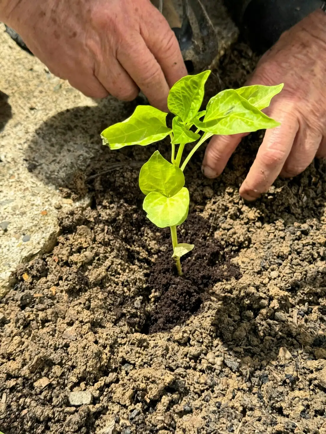 oxalis bulbs planting hands close-up