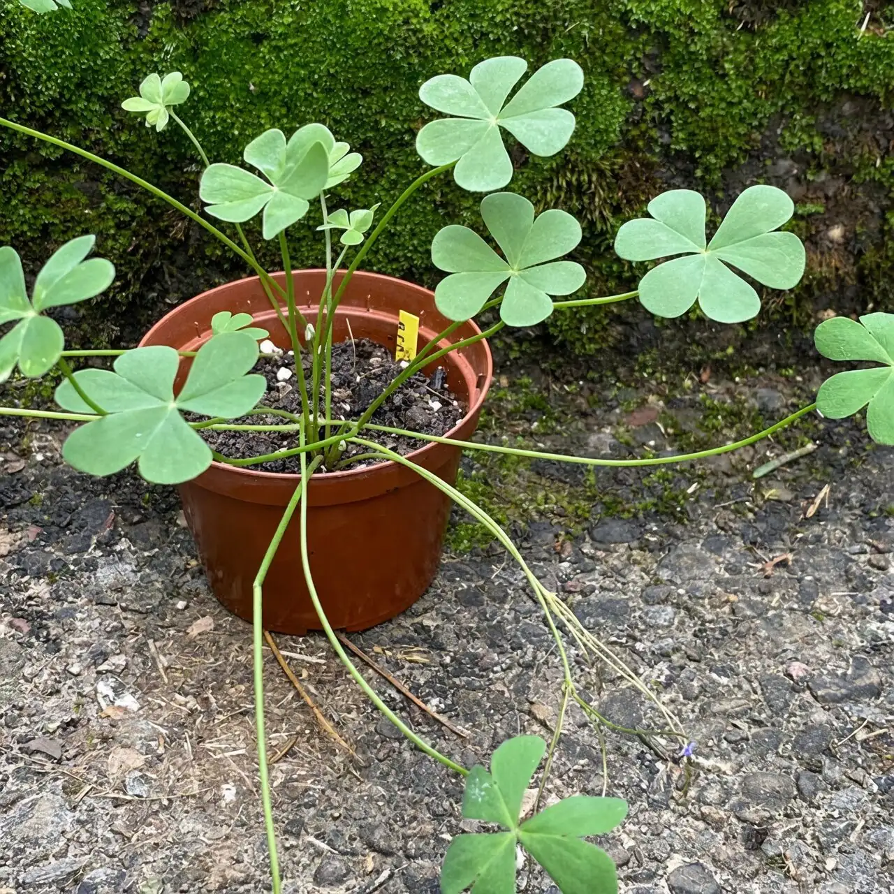 oxalis articulata bulb division hands
