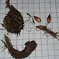oxalis articulata bulb bud cutting
