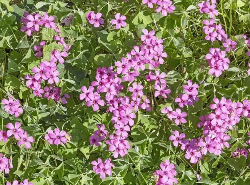 oxalis articulata planting depth ruler