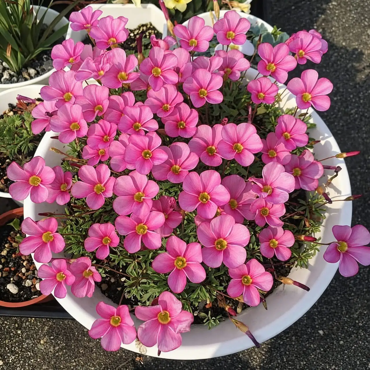 耐旱却怕高温干燥？一次讲清芙蓉酢浆草的生理学与夏季休眠管理
