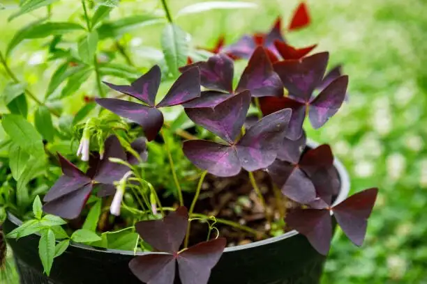 oxalis articulata humidity tray