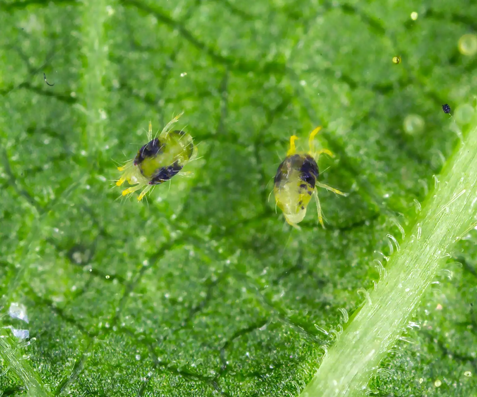 oxalis spider mites leaf close-up