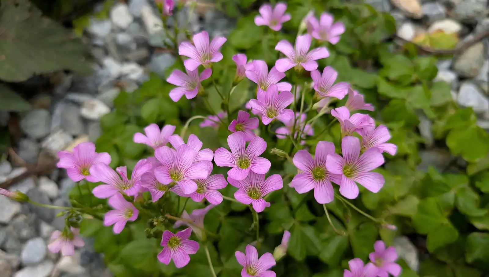 oxalis articulata and oxalis pes-caprae flowers