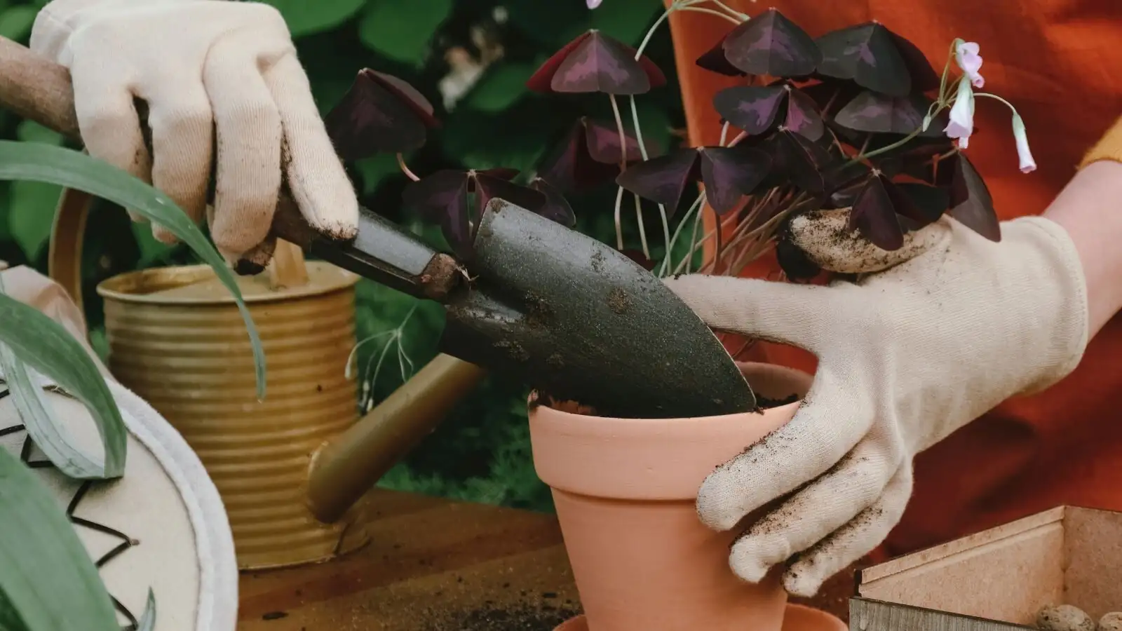 oxalis bulb root rot close-up