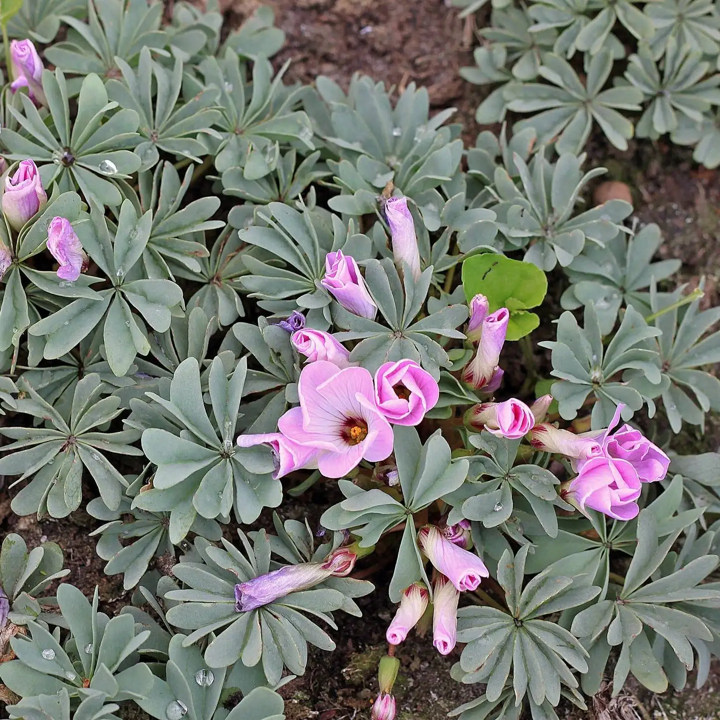 oxalis articulata with silver foliage