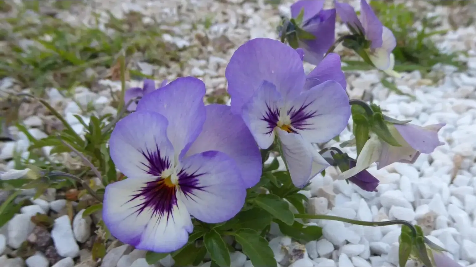 oxalis articulata with blue white pansies