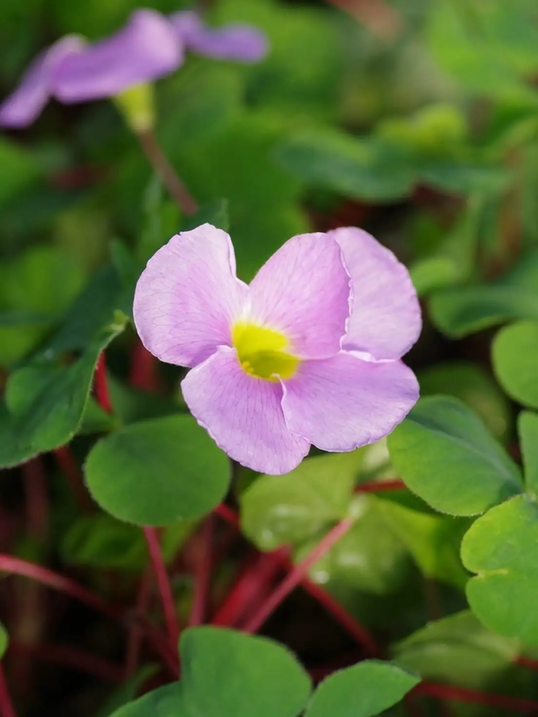 oxalis articulata with rosemary lavender