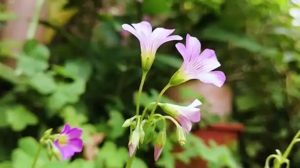 oxalis articulata pink flowers close-up