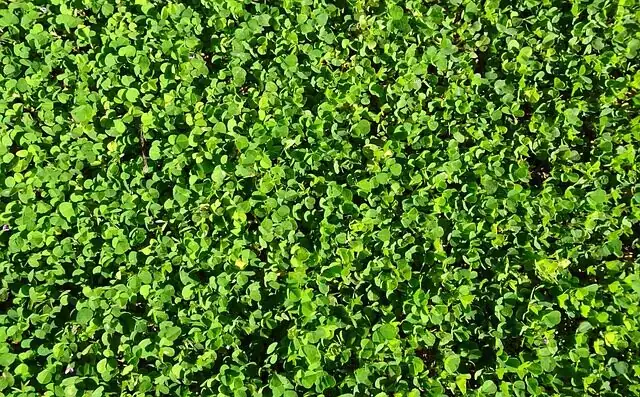 oxalis articulata summer shade pot