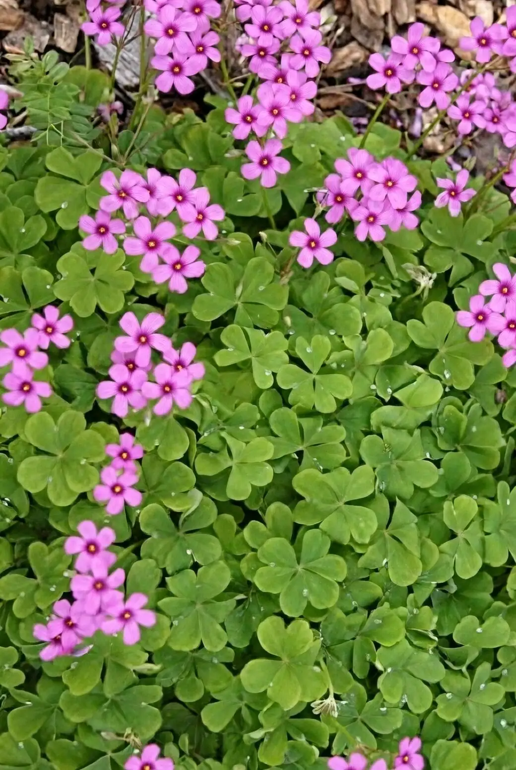 花瓣为何怕被淋湿？从显微结构聊聊芙蓉酢浆草的焦斑之谜