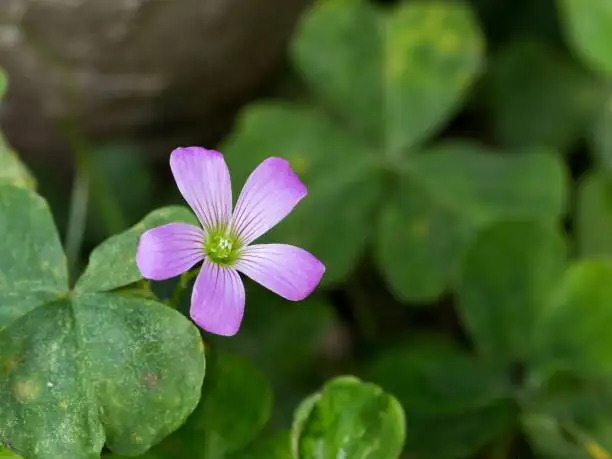 pink wood sorrel petal brown spots