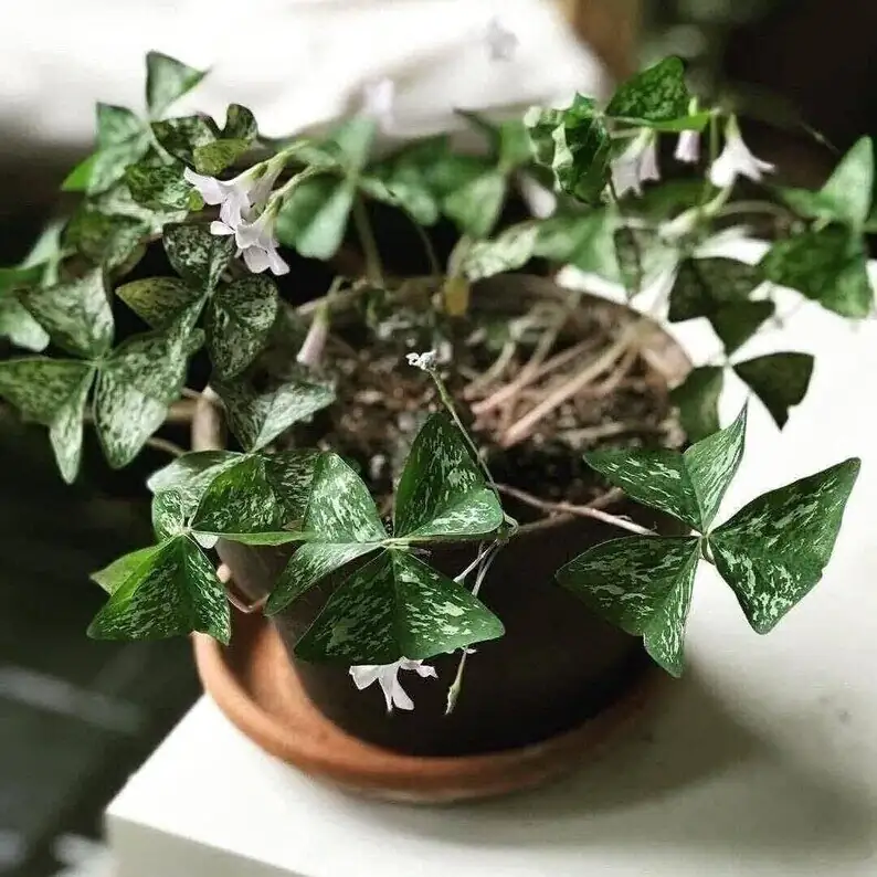 pink wood sorrel humidifier mist
