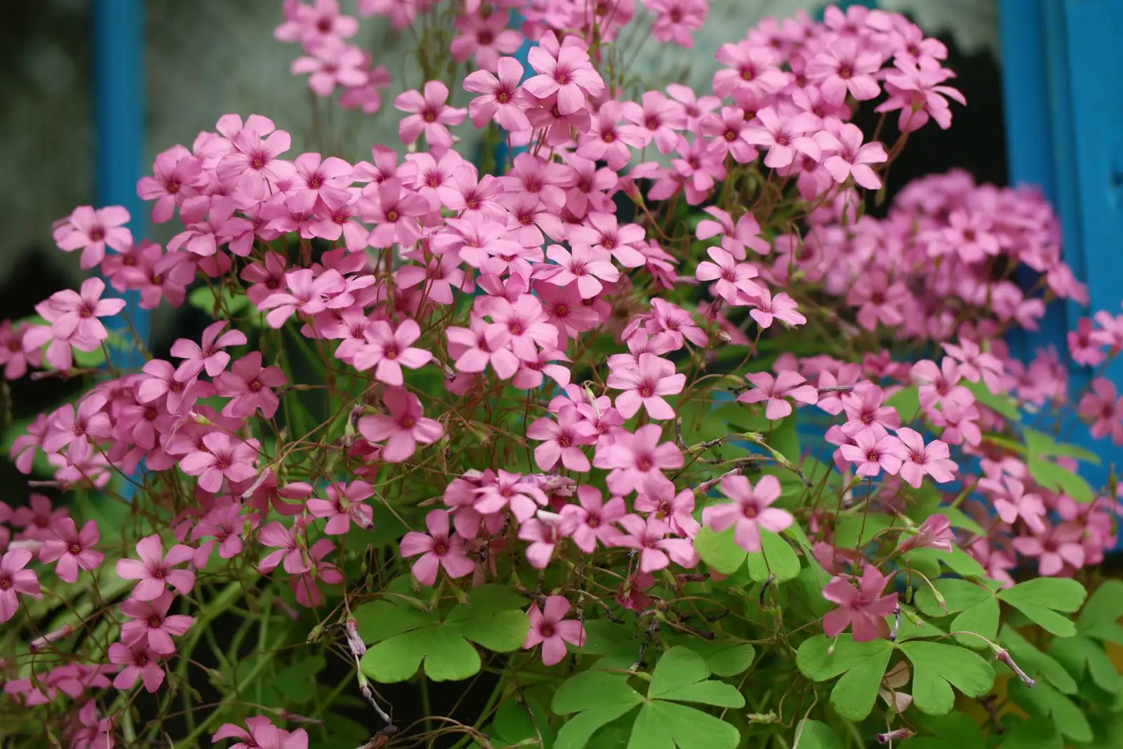 oxalis articulata bulbs potting mix