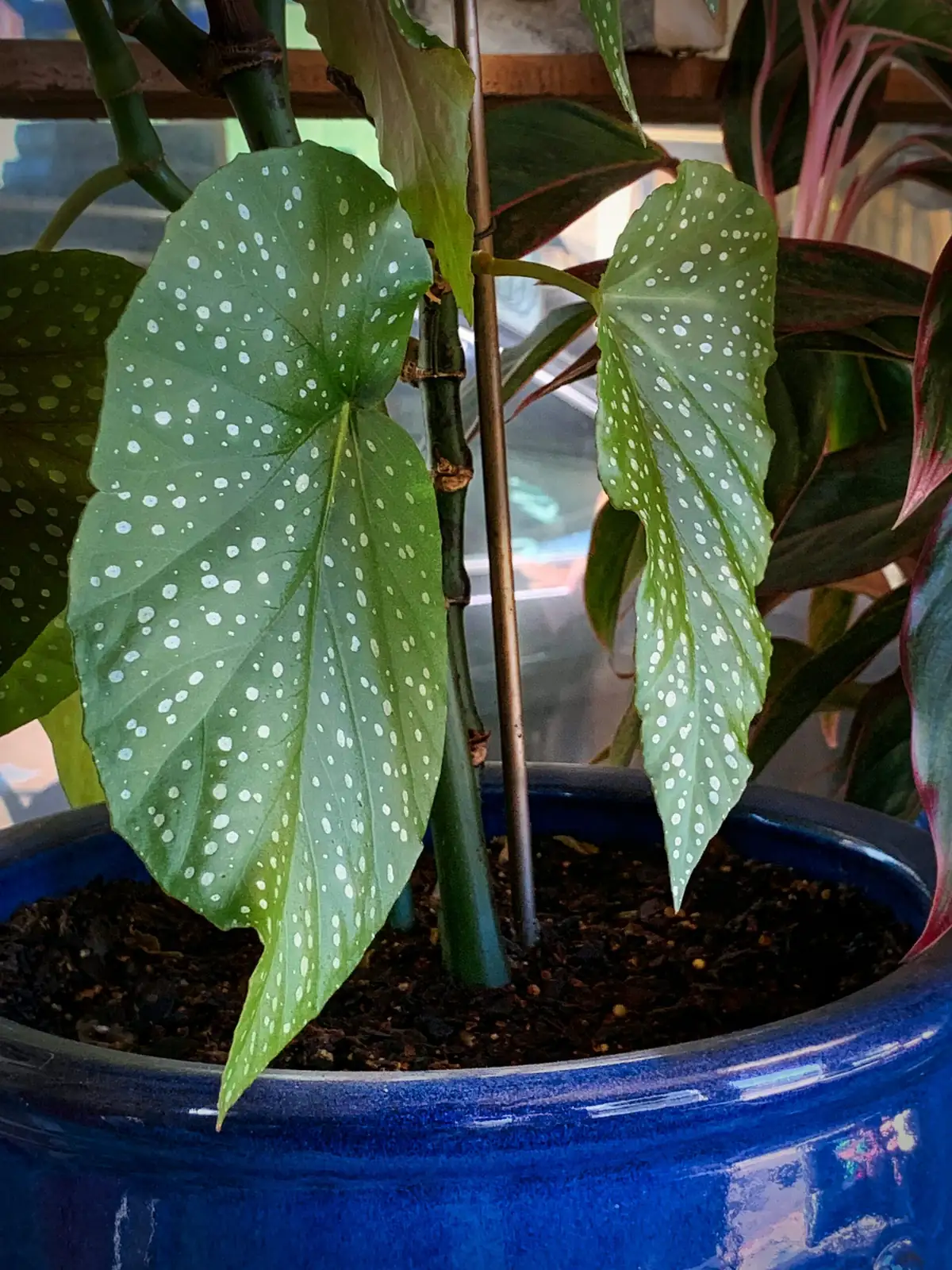 Iron Cross Begonia pebble tray humidity