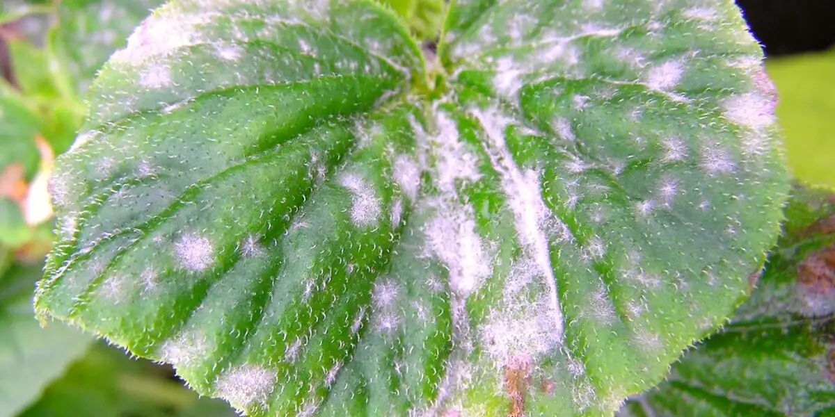 iron cross begonia powdery mildew leaves close-up