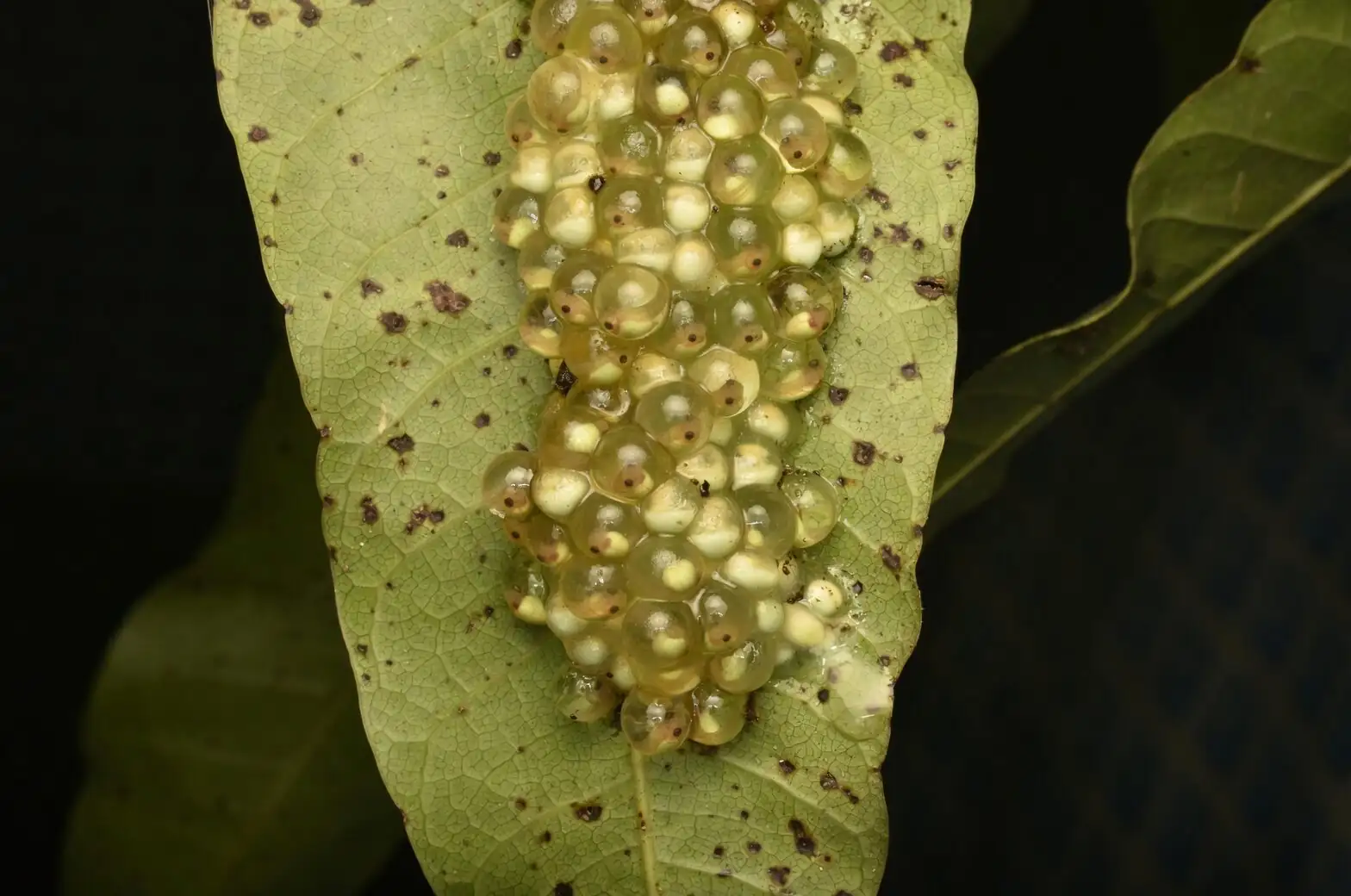 iron cross begonia scale insects leaf underside